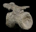 Bargain, Diplodocus Vertebrae On Stand - Restored Process #51390-3